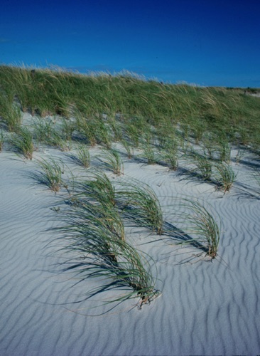 Wind-blown Dunes, Island Beach State Park, Ocean County, NJ (MF).jpg Wind-blown Dunes, Island Beach State Park, Ocean County, NJ (MF).jpg